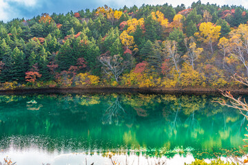 Fototapeta premium 浄土平樋沼の紅葉