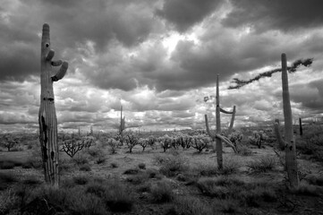 Sonora Desert Arizona in Infrared