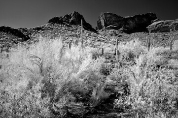 Monochrome Sonoran Desert Arizona Picacho Peak State Park