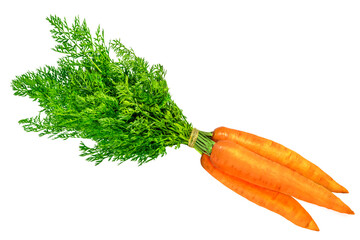 Three fresh carrots with green tops isolated on transparent background. Bright orange vegetable, edible root