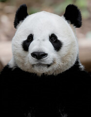 Fototapeta premium Closeup Portrait of a Majestic Giant Panda