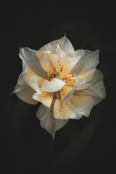 wundersch&ouml;ne Blume mit schwarzem Hintergrund
