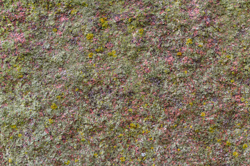 Abstract detail of tiny lichen, fungus and algae growing on a section of granite stone.