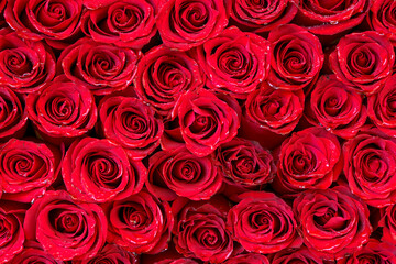 Red Rose Buds Background. Romantic Floral Texture