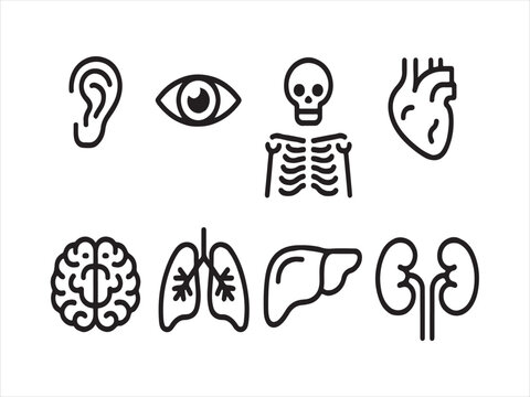 Sleek line art anatomy icon set for modern medical designs and educational content needs for healthcare professionals