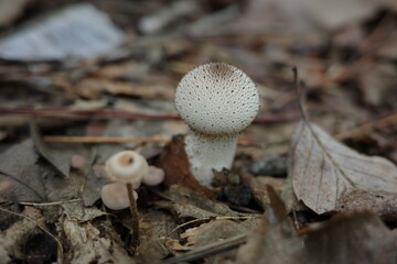 秋の森の中に、まるで小さな白い球のようなホコリタケが姿を現し、しっとりとした落ち葉の上で季節の深まりを告げています。