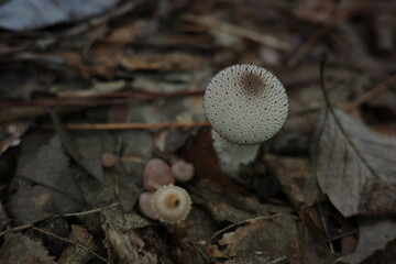 秋の森の中に、まるで小さな白い球のようなホコリタケが姿を現し、しっとりとした落ち葉の上で季節の深まりを告げています。