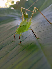  Katydid on Leaf Macro Close-up with Shadow
