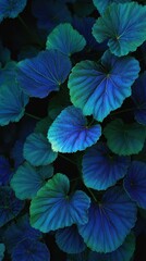 Fototapeta premium Abstract close up of large textured deep blue and green elephant ear plant leaves with dramatic lighting