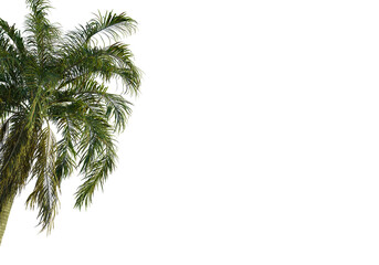 Fototapeta premium Roystonea oleracea tree corner view, cutout, transparent background, isolate, Lush palm fronds sway gently, evoking tropical paradise and relaxation vibes