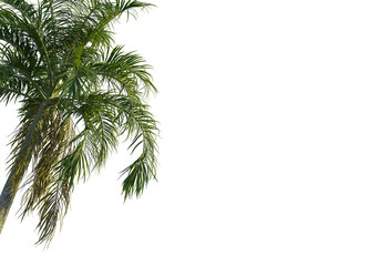 Fototapeta premium Roystonea oleracea tree corner view, cutout, transparent background, isolate, Lush palm fronds sway gently, evoking tropical paradise and serene vacation vibes