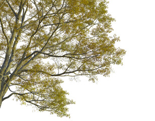 Quercus phellos  tree corner view, cutout, transparent background, isolate, Autumn tree branches with golden leaves, perfect for seasonal design