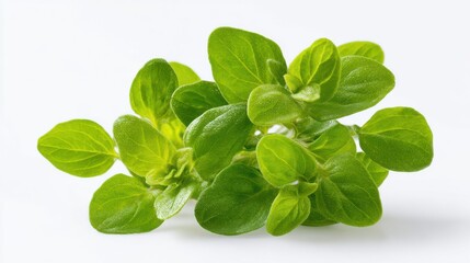 Obraz premium Fresh bunch of vibrant green oregano herb sprigs with water droplets on white background