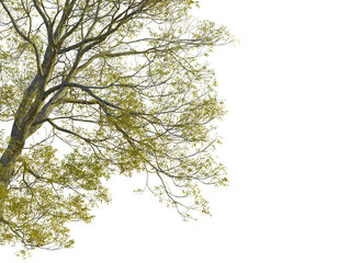 Fraxinus excelsior  tree corner view, cutout, transparent background, isolate, Vibrant autumn tree branches with yellow leaves against dark backdrop