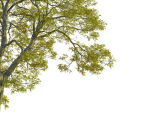 Fraxinus excelsior  tree corner view, cutout, transparent background, isolate, Lush green tree branches with vibrant foliage reaching out