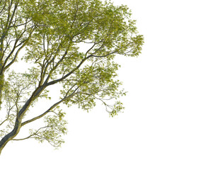 Fraxinus excelsior  tree corner view, cutout, transparent background, isolate, Vibrant green tree branches with detailed bark and lush leaves