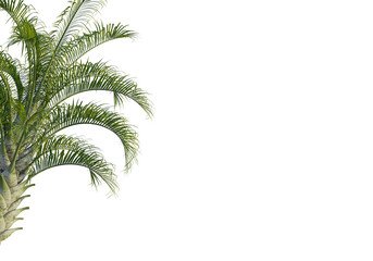 Dypsis decaryi  tree corner view, cutout, transparent background, isolate, Lush palm fronds sway...