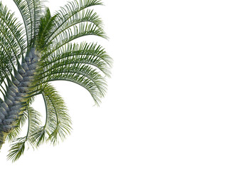 Dypsis decaryi  tree corner view, cutout, transparent background, isolate, Vibrant palm fronds sway...