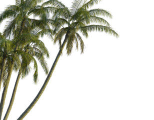 Cocos nucifera  tree corner view, cutout, transparent background, isolate, Lush palm trees evoke tropical paradise for vacation and travel themes
