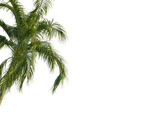 Carpentaria acuminata  tree corner view, cutout, transparent background, isolate, Vibrant palm...