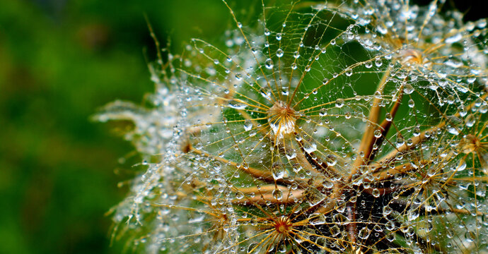 A wildflower after the rain, Sainte-Apolline, Québec, Canada - Powered by Adobe