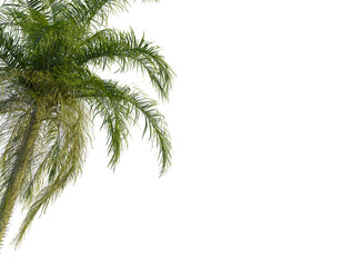 Acrocomia aculeata  tree corner view, cutout, transparent background, isolate, Vibrant palm fronds sway gently, evoking tropical paradise and summer relaxation.