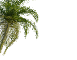 Acrocomia aculeata  tree corner view, cutout, transparent background, isolate, Vibrant palm fronds sway gently, evoking tropical paradise and summer relaxation.