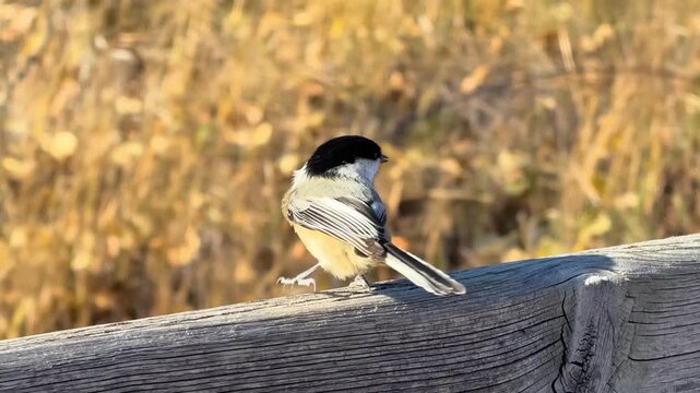 A curious Black-capped Chickadee perched on a rustic wooden fence, bathed in golden autumn light. Captures nature's delicate beauty.