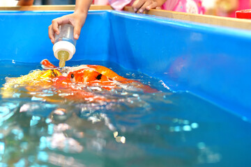 A child feeds vibrant koi fish using a bottle in a bright blue tank, capturing a tender moment of connection between humans and nature.