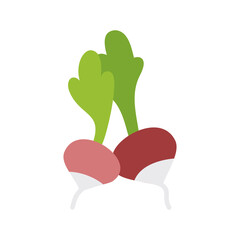 Radish isolated design vector icon. Vegetable sign
