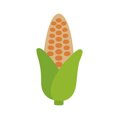 Corncob isolated vector icon. Vegetable sign