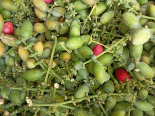 Abundance of Fresh Melinjo Fruits (Gnetum gnemon) in Green, Yellow, and Red