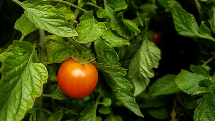 Close up of a fresh ripe red cherry tomato on a branch among green leaves in the garden. 