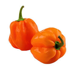 Two orange habanero peppers isolated on white and transparent background