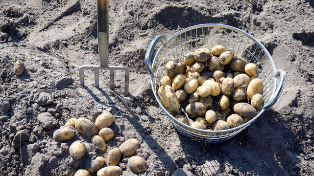 Kartoffelernte im Garten, jetzt kann der Winter kommen