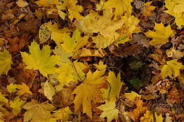 High-quality, vibrant background image of a dense carpet of brightly colored autumn leaves. Perfect for use as a design element, seasonal cover, or website background where atmosphere is needed.