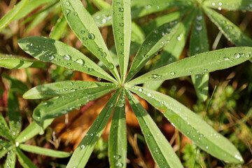 drops of dew on the green grass. macro photography. High quality photo