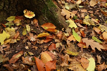 High-resolution image of rich brown, orange, and yellow autumn leaves providing a complex surface texture next to the rough tree bark. Ideal as a digital backdrop or 3D texture map.