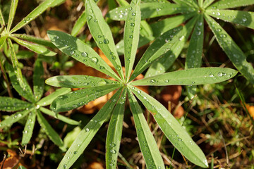 drops of dew on the green grass. macro photography. High quality photo