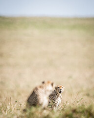 A cheetah sits alertly in the tall grass, intently scanning the vast, sun-drenched savanna. The iconic predator blends perfectly with the golden plains.