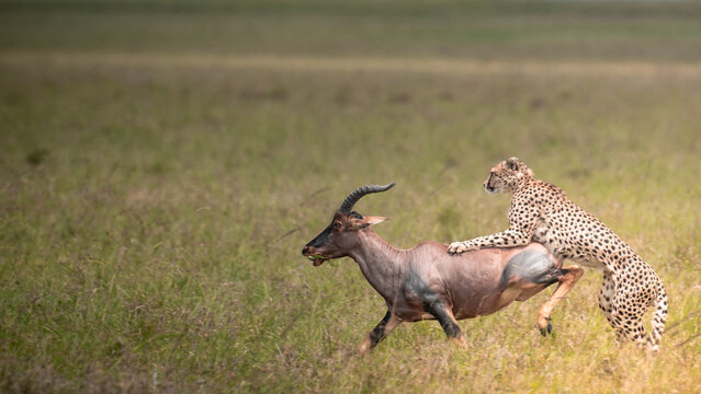 A cheetah mounts a running topi antelope in the tall grass. A raw, powerful moment of the hunt, showcasing predator control.