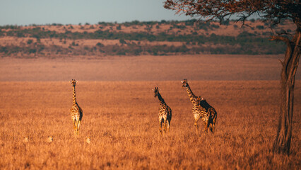 A small tower of giraffes stands in the golden, dry savanna, framed by a lone tree and vast hills. Capturing the iconic beauty of the African landscape.