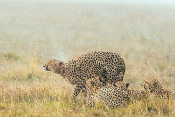 A cheetah coalition shakes off the rain in the savanna. A beautiful, atmospheric image capturing the resilience of these big cats during a shower.