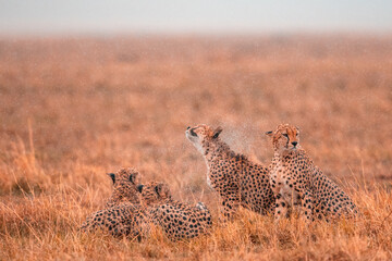 A coalition of cheetahs shakes off the rain in the golden savanna. An atmospheric moment capturing the raw beauty and resilience of big cats in the wild.