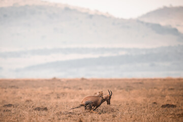 A cheetah brings down a hartebeest on the expansive, golden savanna plains. A classic, high-action capture of predator and prey in the African wilderness. © Ashish