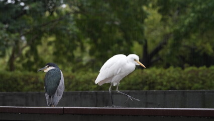 Egret sneaking past heron in the rain