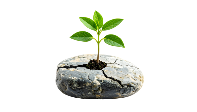 Green plant growing from cracked stone