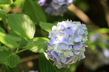 満開のアジサイ