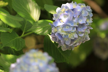 全盛期のアジサイ