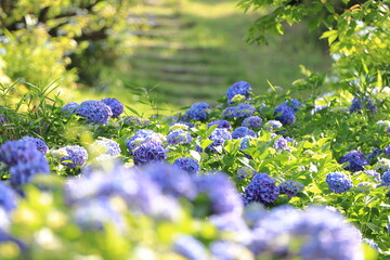 満開のアジサイ